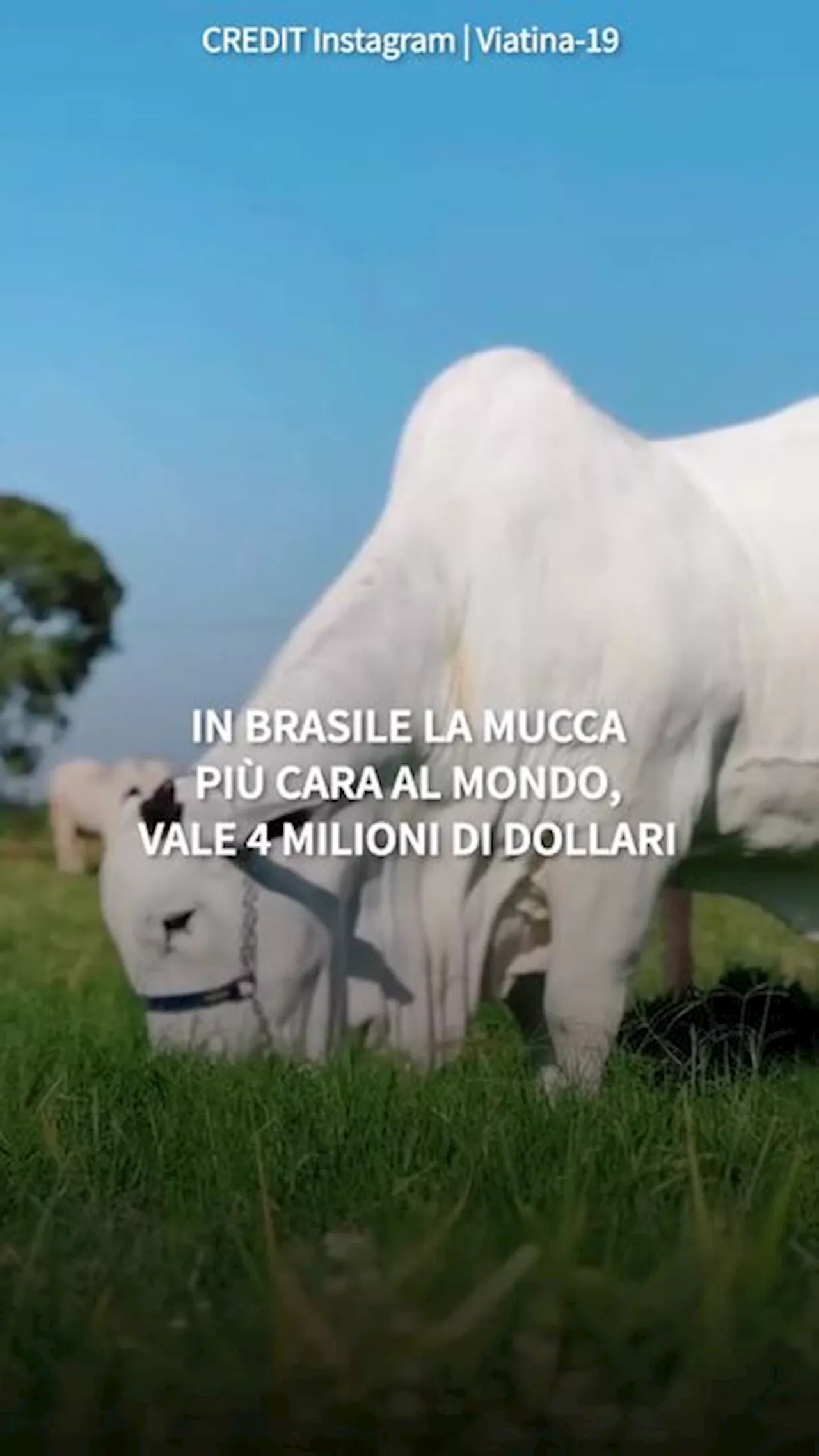 In Brasile la mucca piu' cara al mondo, vale 4 milioni di dollari