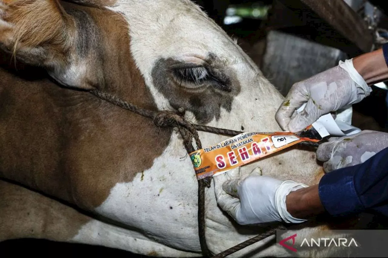 Pemeriksaan kesehatan hewan kurban jelang Hari Raya Idul Adha