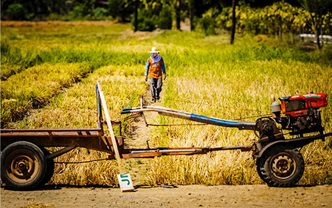 Marcos distributes P190 million cash aid to Cagayan Valley farmers and fisherfolk affected by El Niño