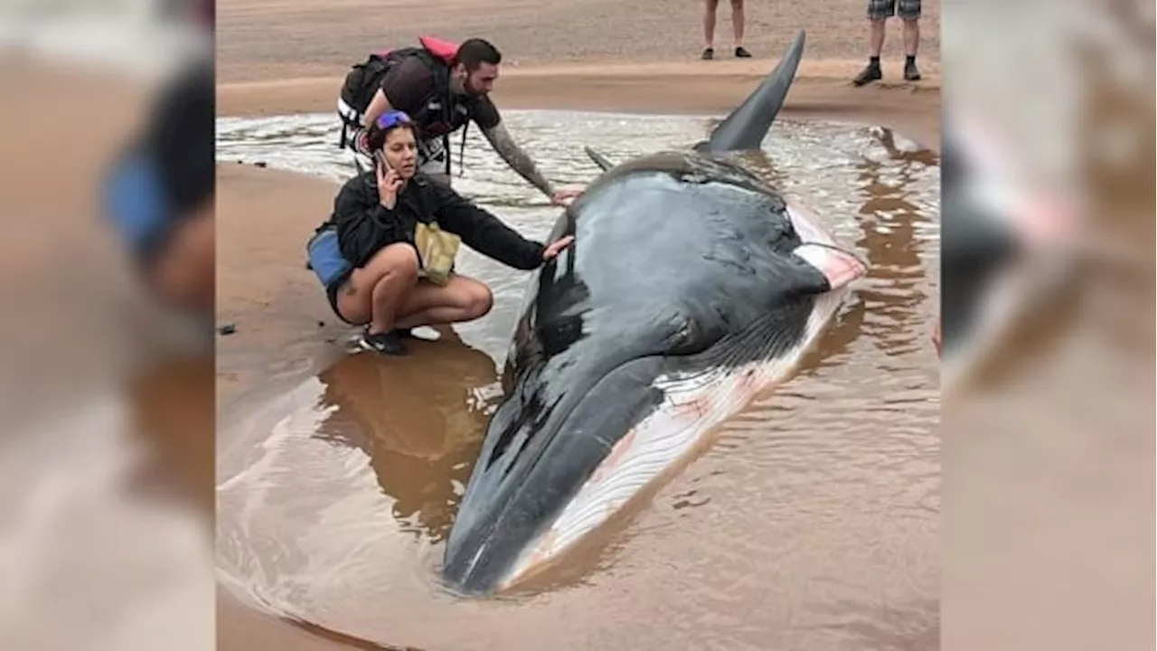 Group of N.S. river rafters help rescue beached whale