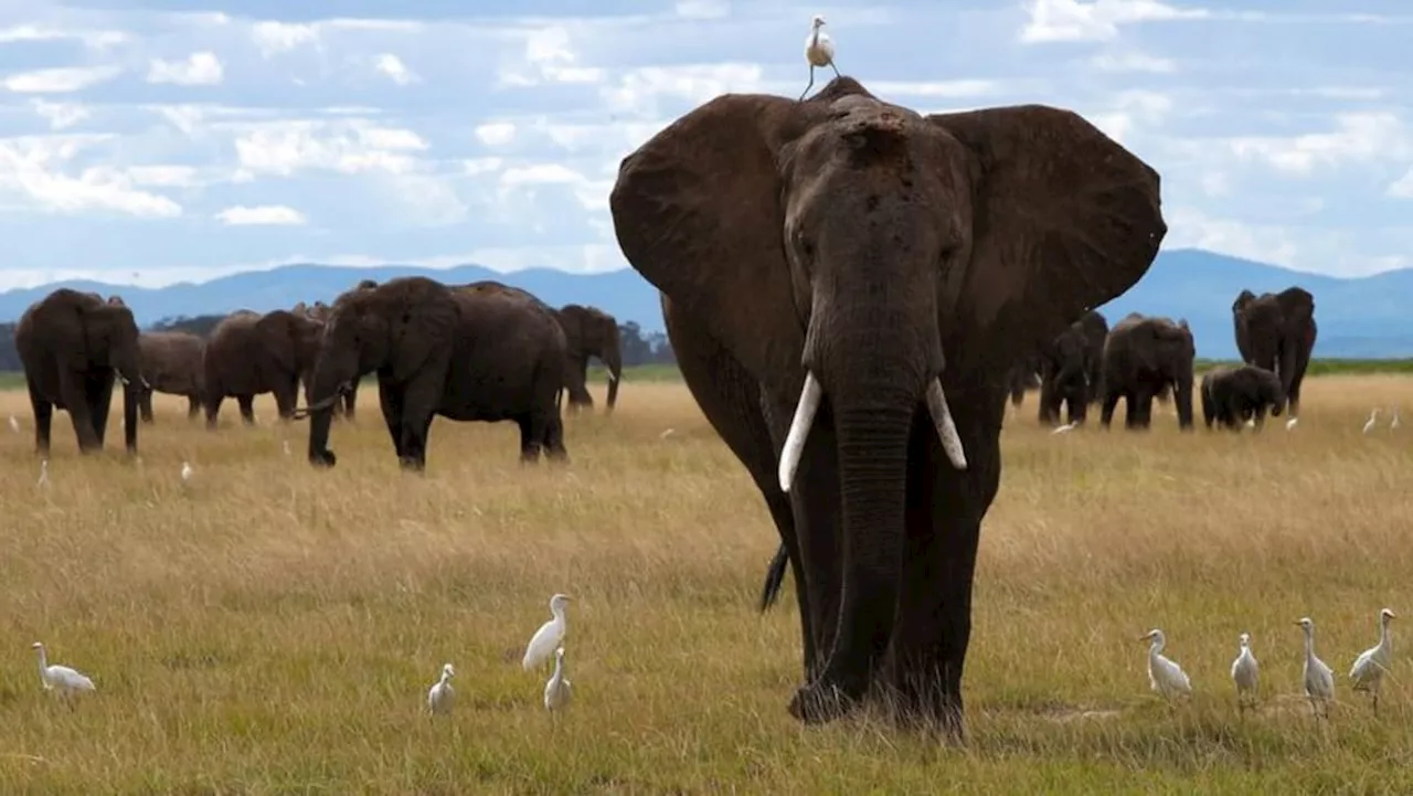 Study shows elephants might call each other by name