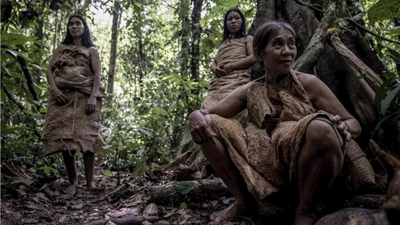 Hutan Suku Pemburu dan Peramu Terakhir di Kalimantan dalam Ancaman