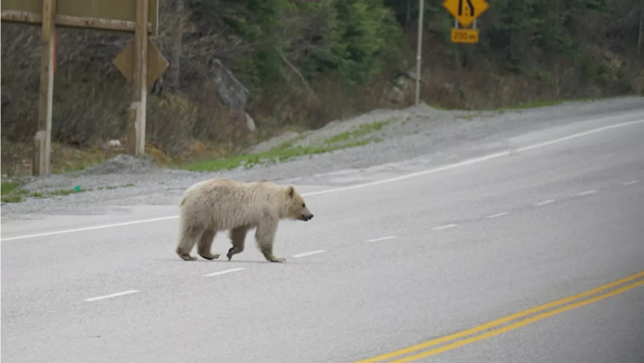 Well-known white grizzly bear dies after collision on Trans-Canada