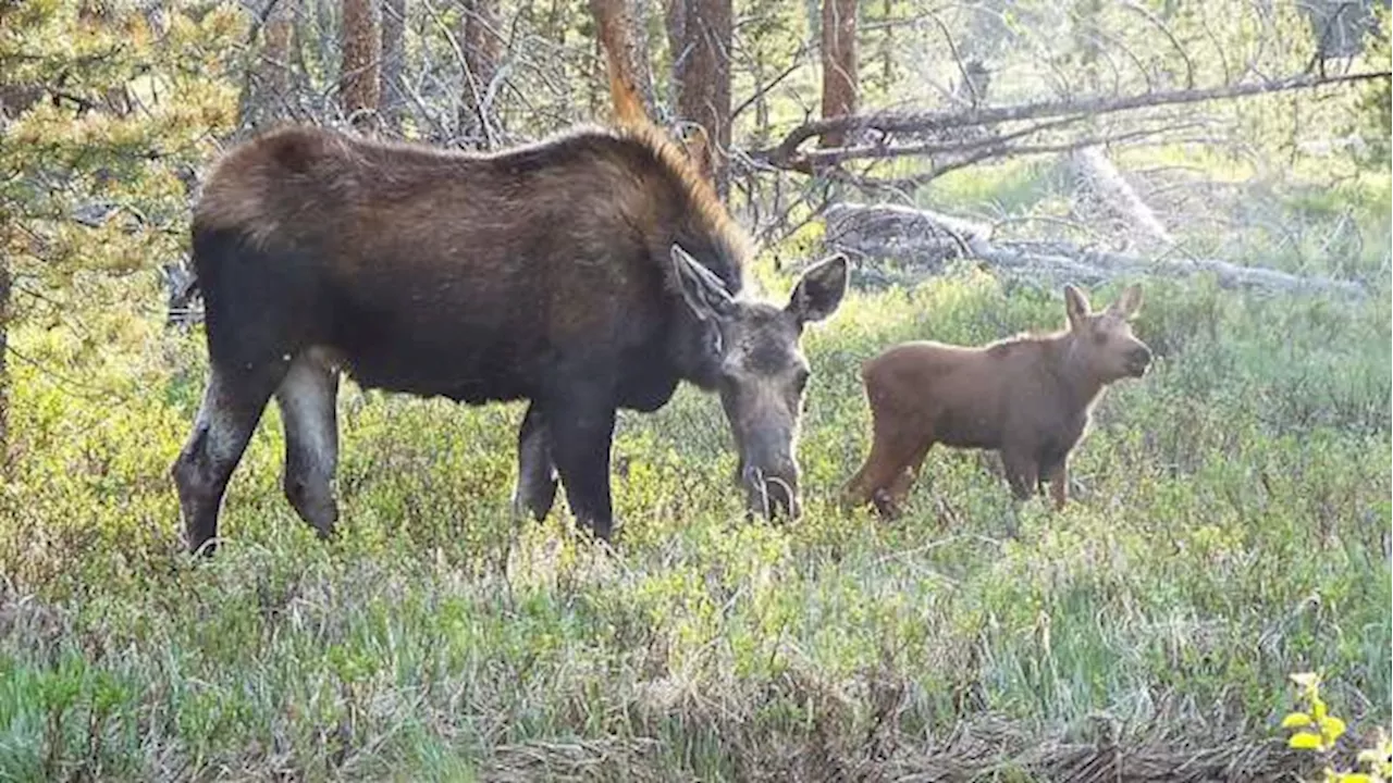 CPW warns of defensive moose mothers following 2 attacks on Winter Park trail