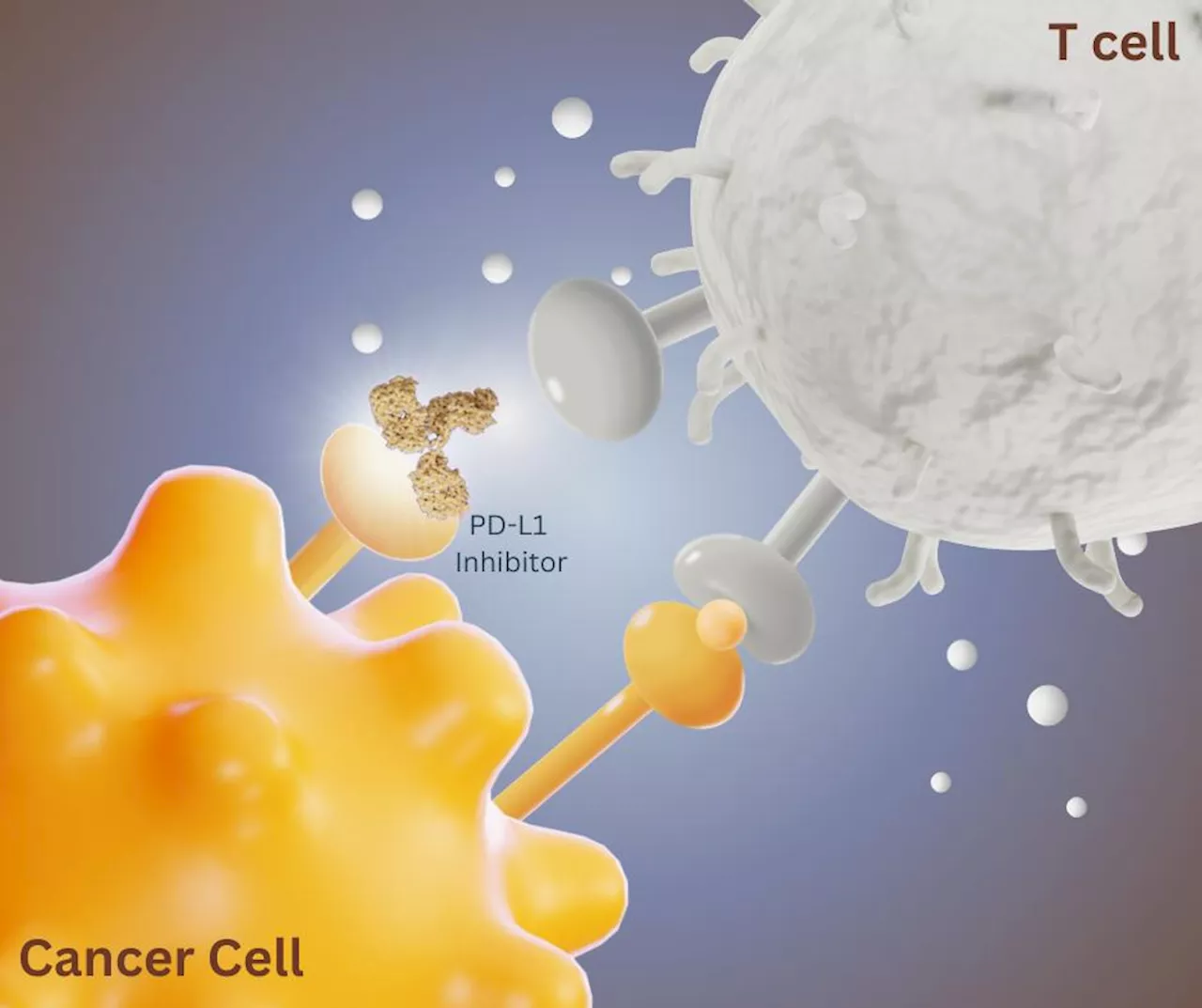 Another Approach To Checkpoint Inhibitors: Targeting Receptors