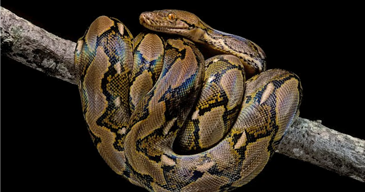 Missing mother found dead, swallowed whole by 5-metre python in Indonesia