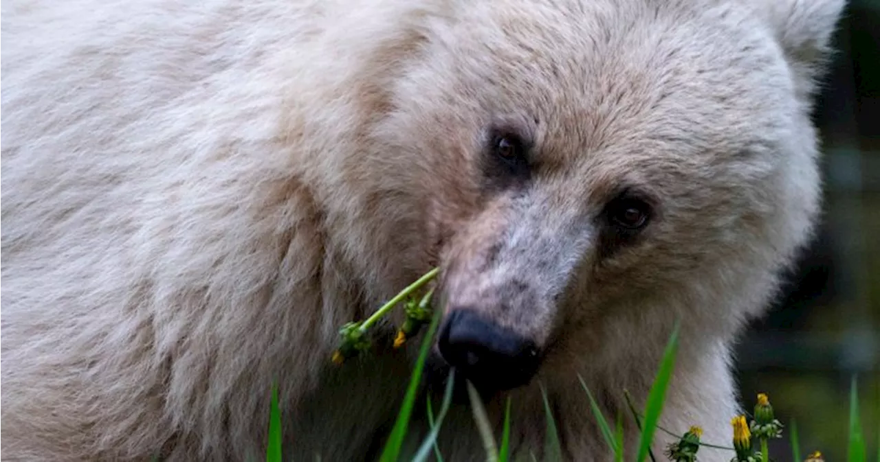 Well-known white grizzly bear found dead in Yoho National Park