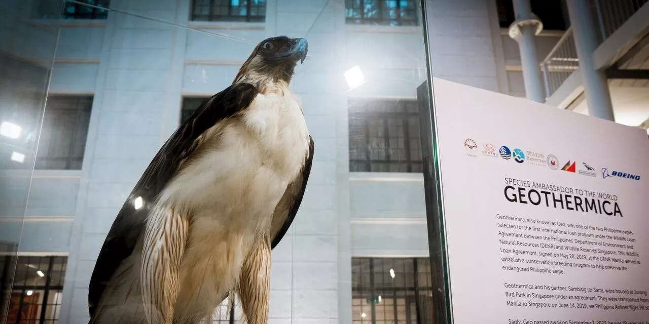 Philippine eagle Geothermica feted with exhibit at the National Museum