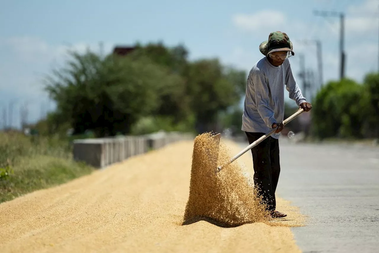 Solon calls for passage of bill mandating govt to buy rice from local farmers at higher rates