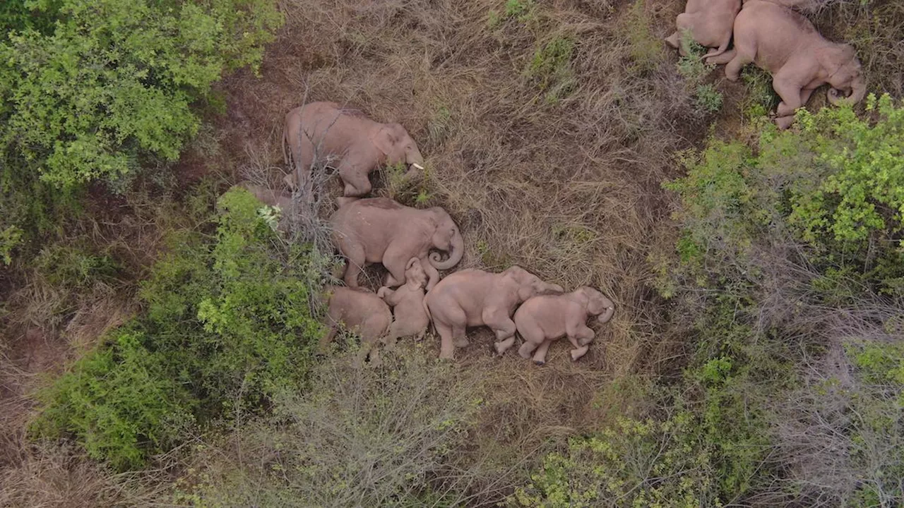 Study shows elephants might call each other by name