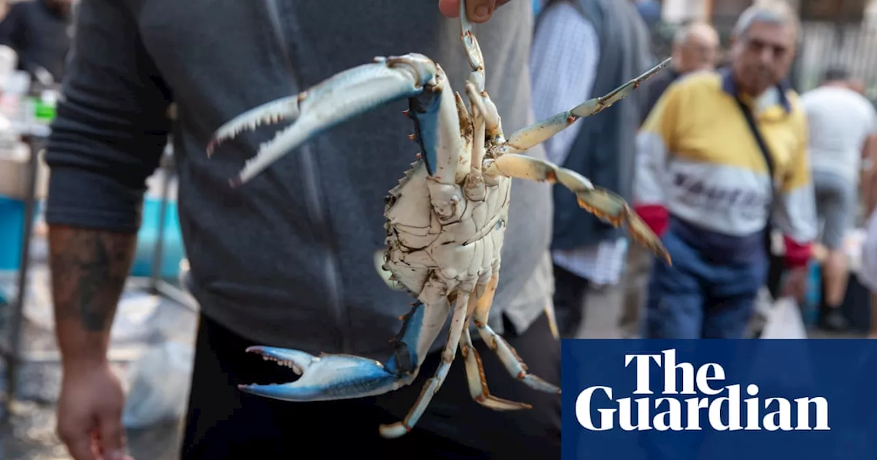 ‘Anything can be edible’: how Italians are making a meal of invasive crabs