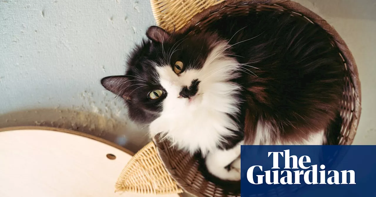 The cat in the flat: Singapore lifts ban on pets in public housing