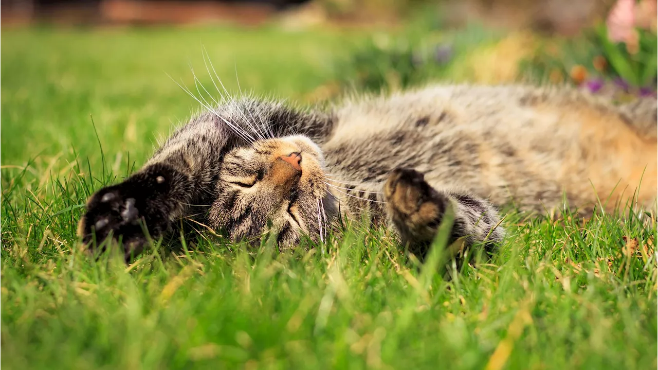 Mann erschießt Katze – Richter zeigt Verständnis