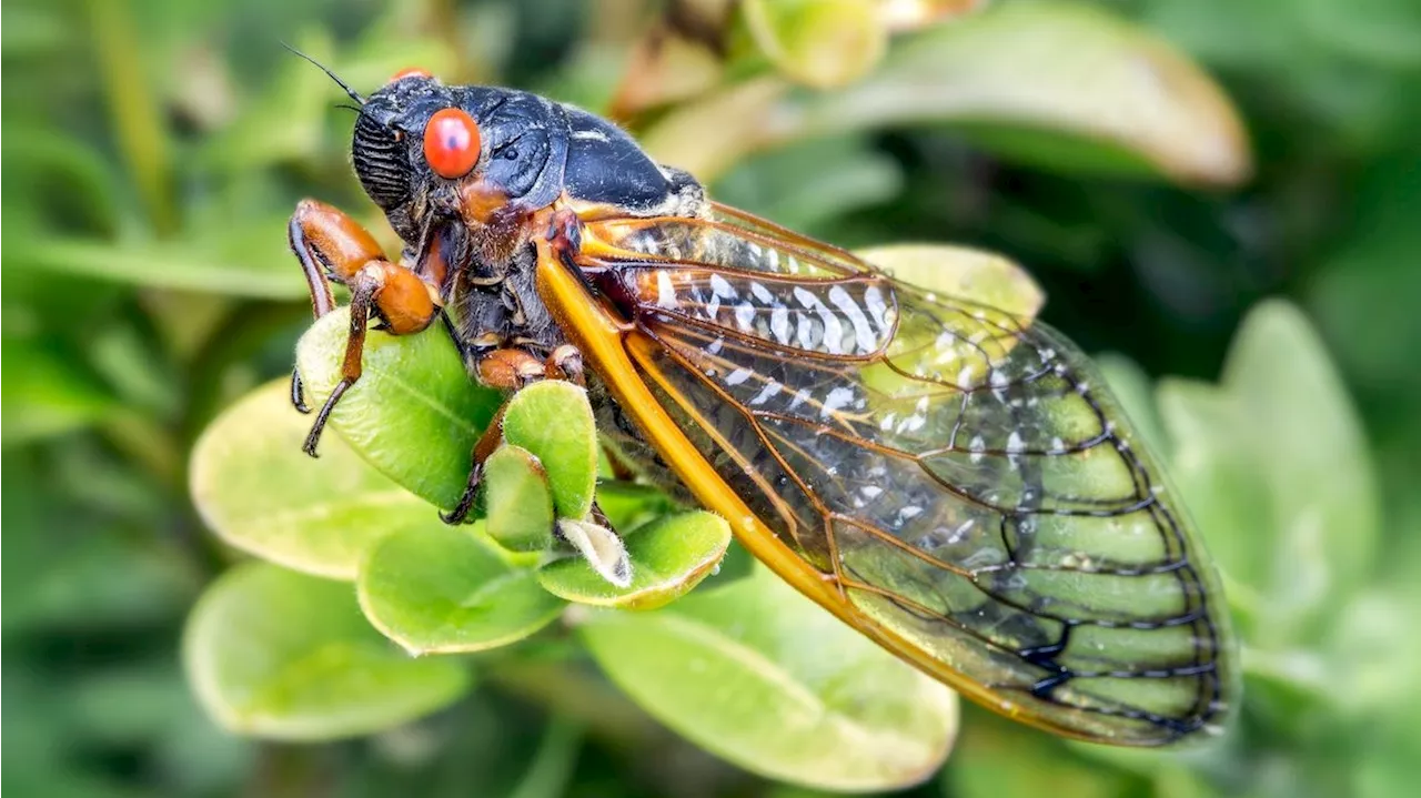 Pilz verwandelt diese Tiere jetzt in Sex-Zombies