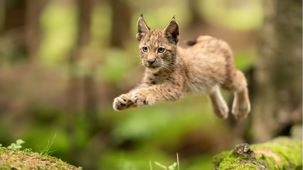 Stirbt der Luchs ein zweites Mal in Österreich aus?