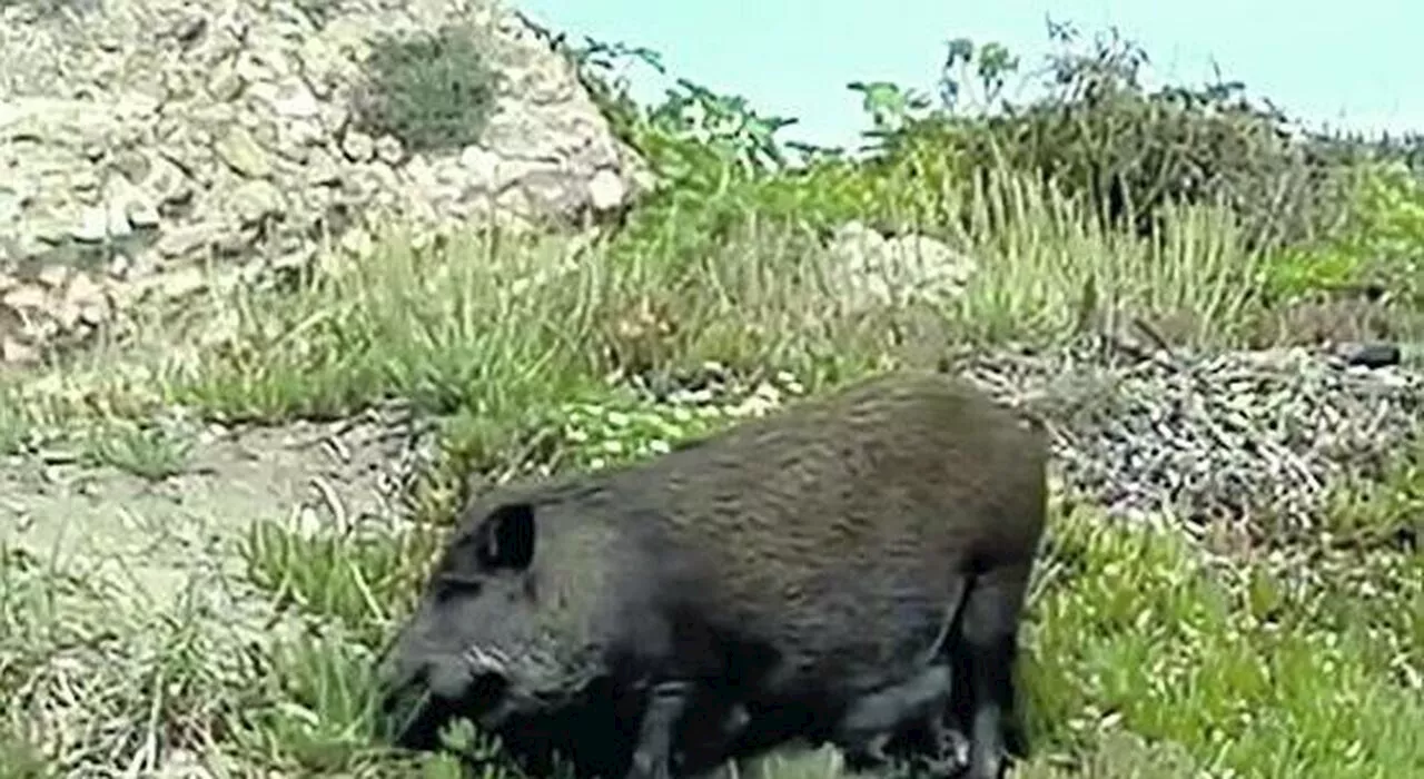 Cinghiali in spiaggia tra i bagnanti tra Latina e Sabaudia