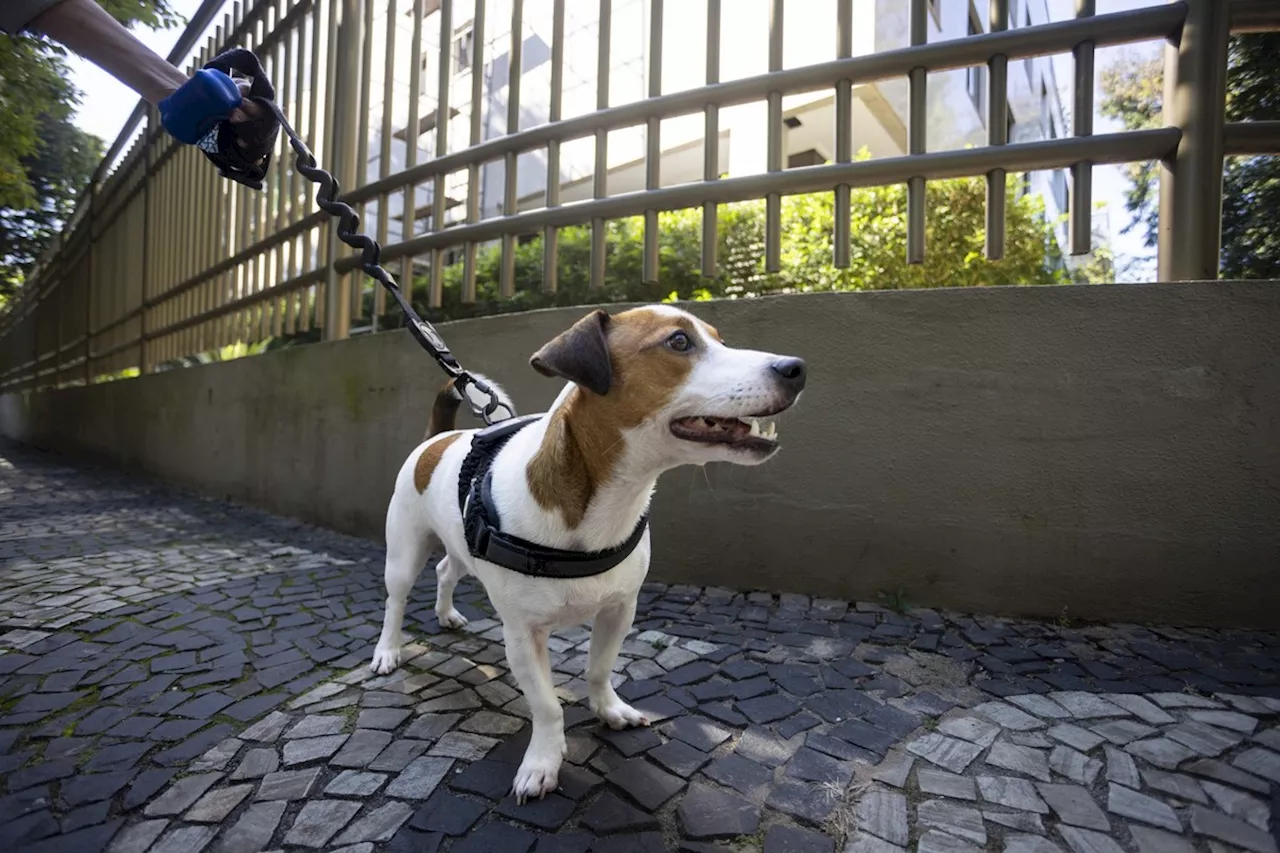 Polícia irá pedir imagens de câmeras e notificar clínicas de veterinária após cães serem envenenados