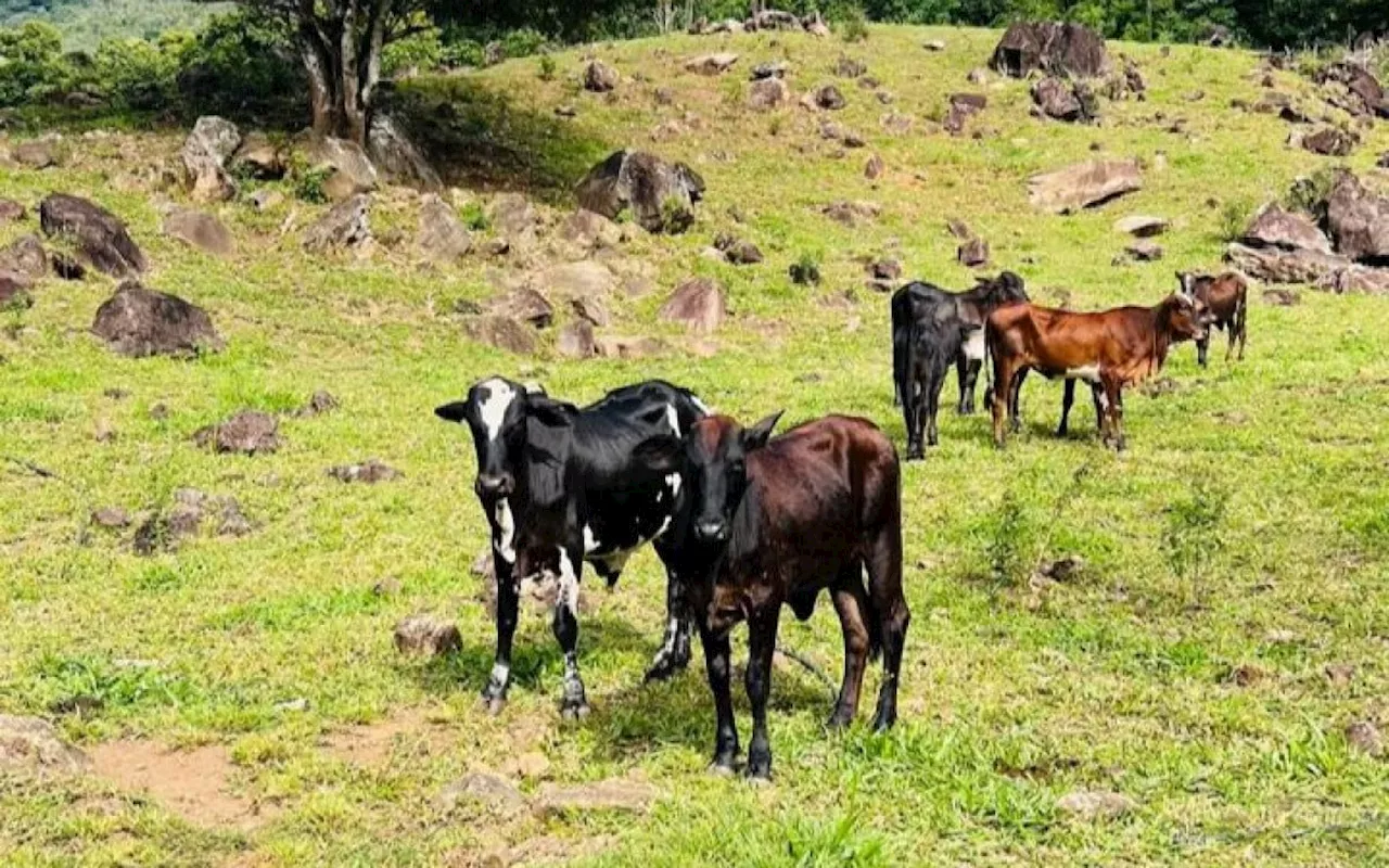 Macaé conquista selo de zona livre de vacinação contra febre aftosa