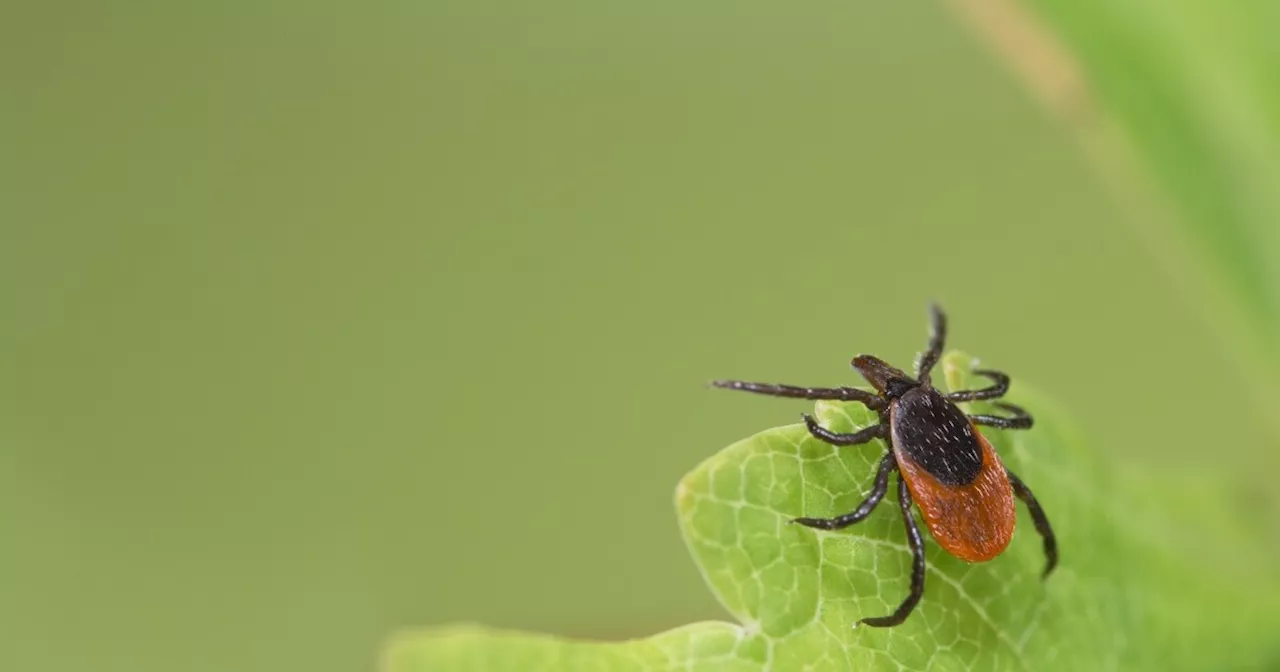 Once called Nantucket fever, this nasty tick-borne illness is on the rise