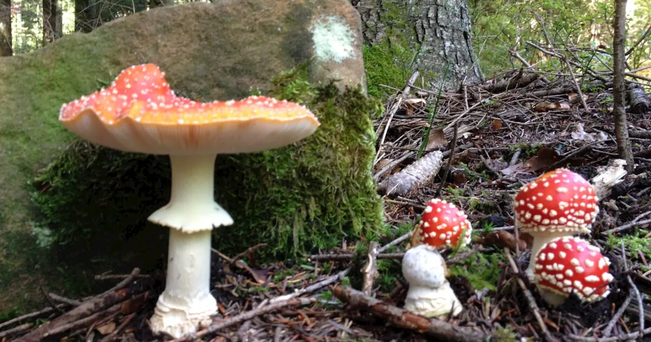 UCSD researchers caution against unregulated 'magic mushrooms'