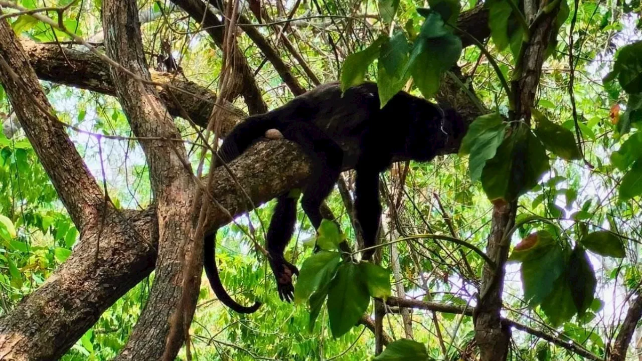 VIDEO: Mono regresa a la selva tras recuperarse de golpe de calor en el sur de Veracruz