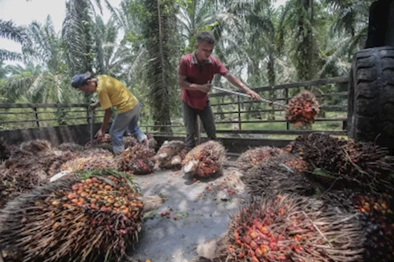 Palm Oil Stocks: Malaysia’s palm oil stocks hit three-month high in May ...