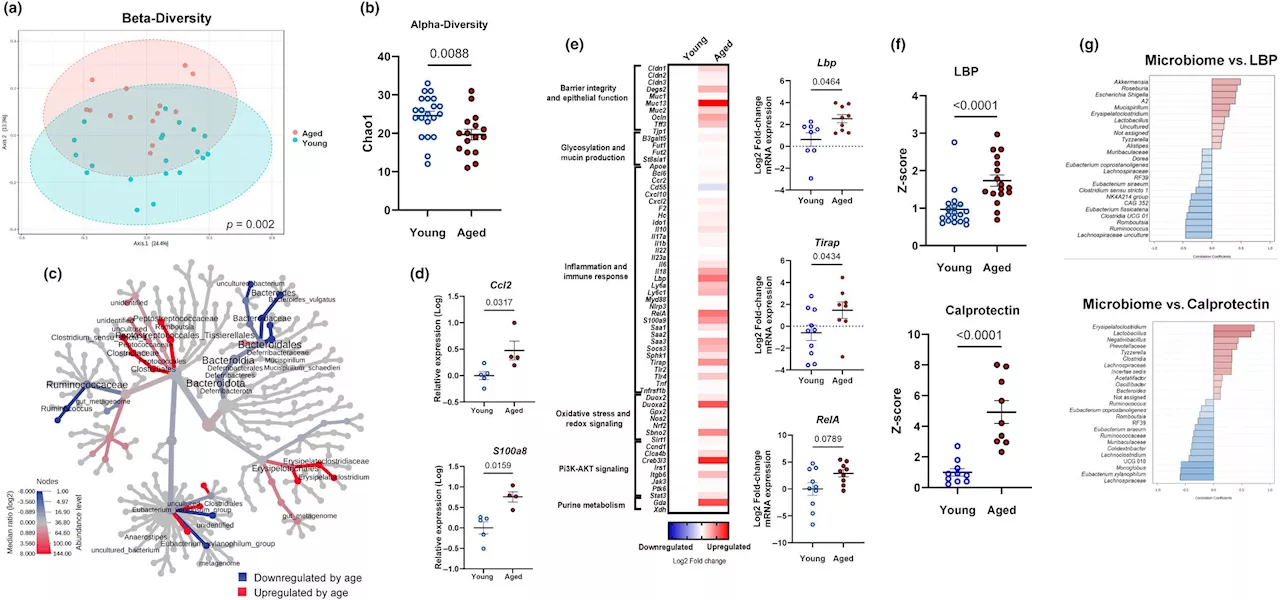 Gut microbes from aged mice induce inflammation in young mice, study finds