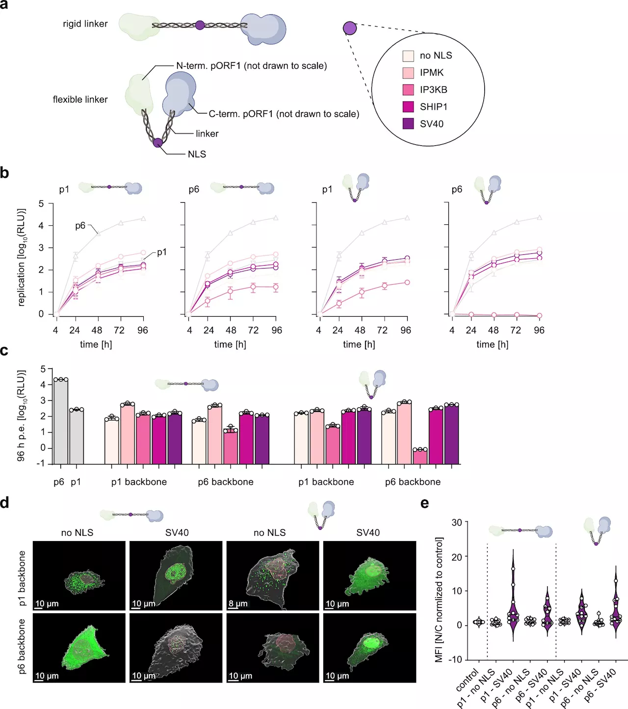 How human-derived RNA fragments help the hepatitis E virus