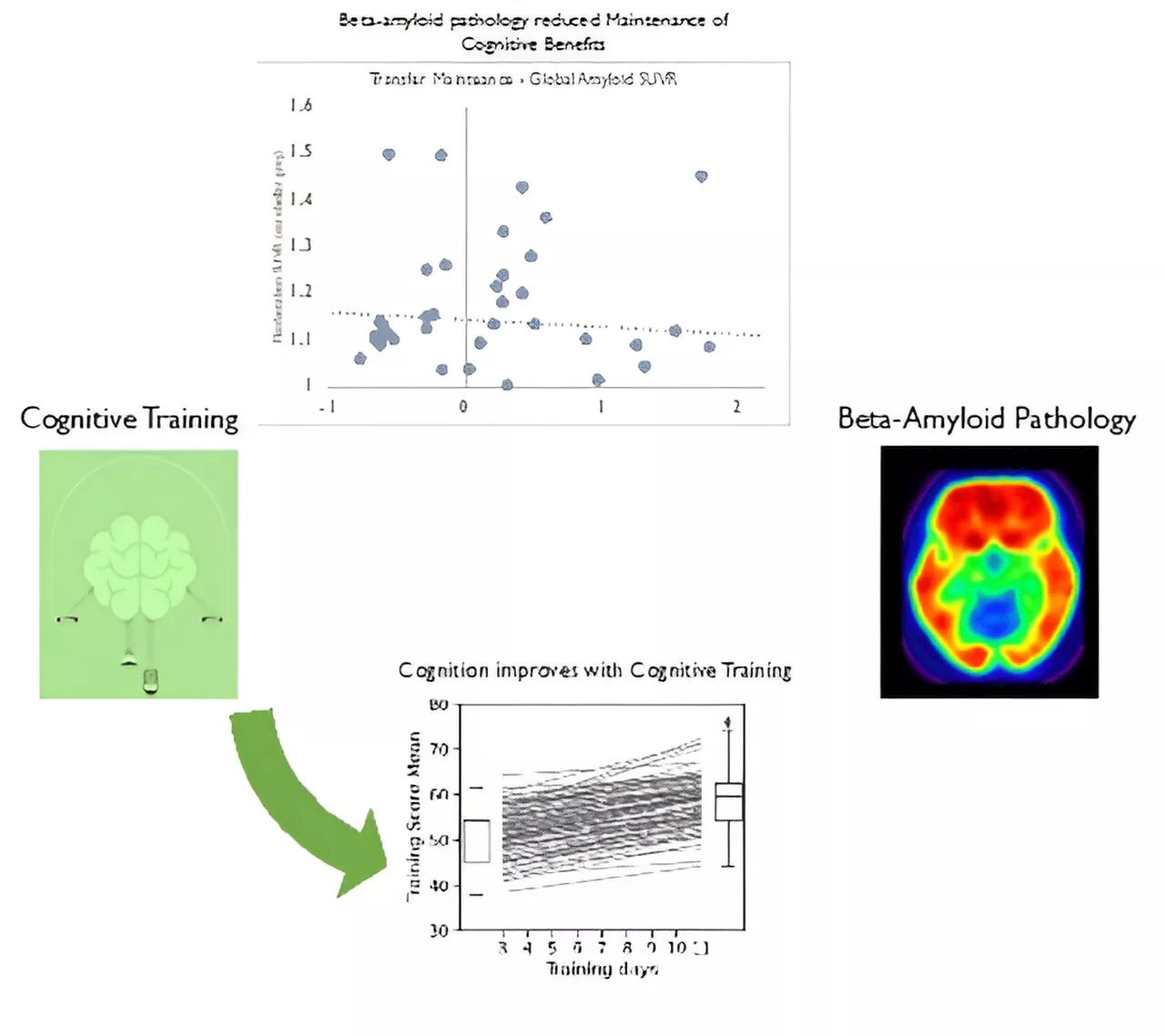 Study finds cognitive training less effective in healthy older adults with beta-amyloid deposits