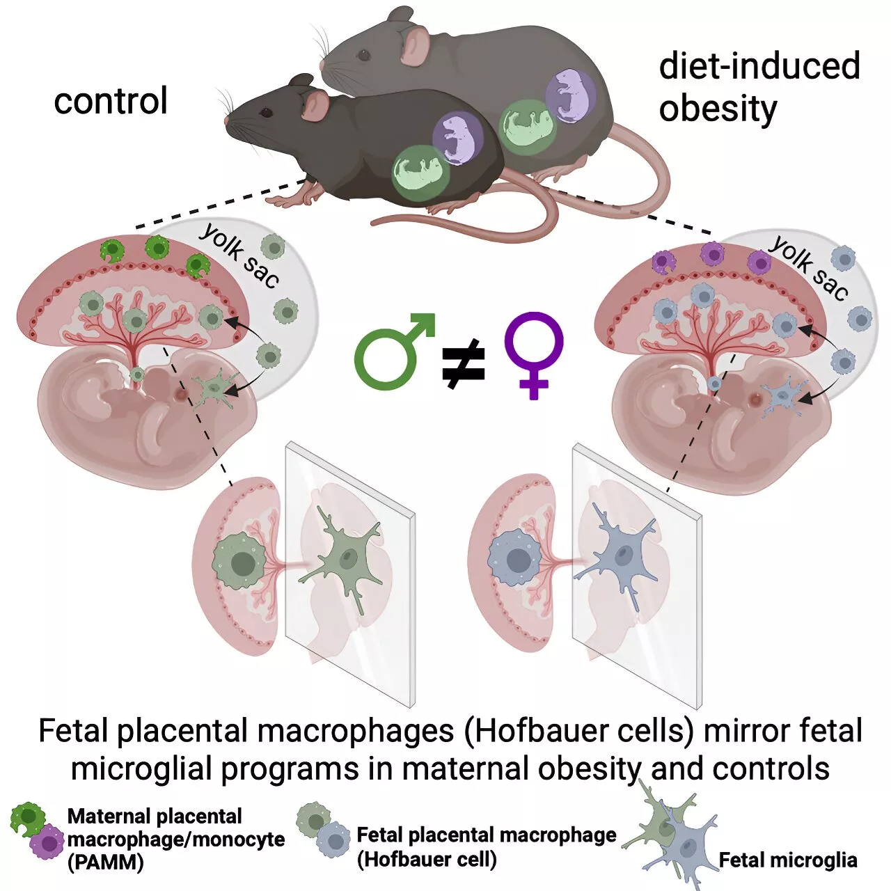 Testing immune cells in the placenta may indicate the health of fetal brain immune cells
