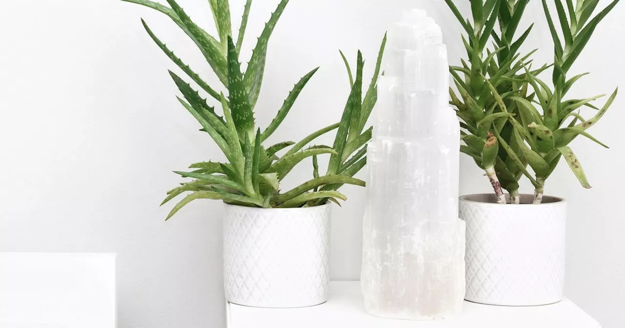 Expert says these five houseplants will help you sleep better