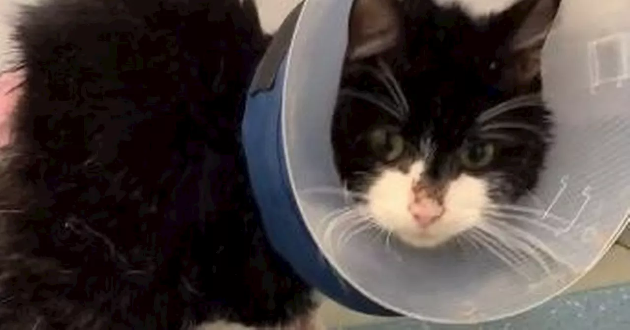 Horror as cat found at a car wash with gruesome burns covering his body