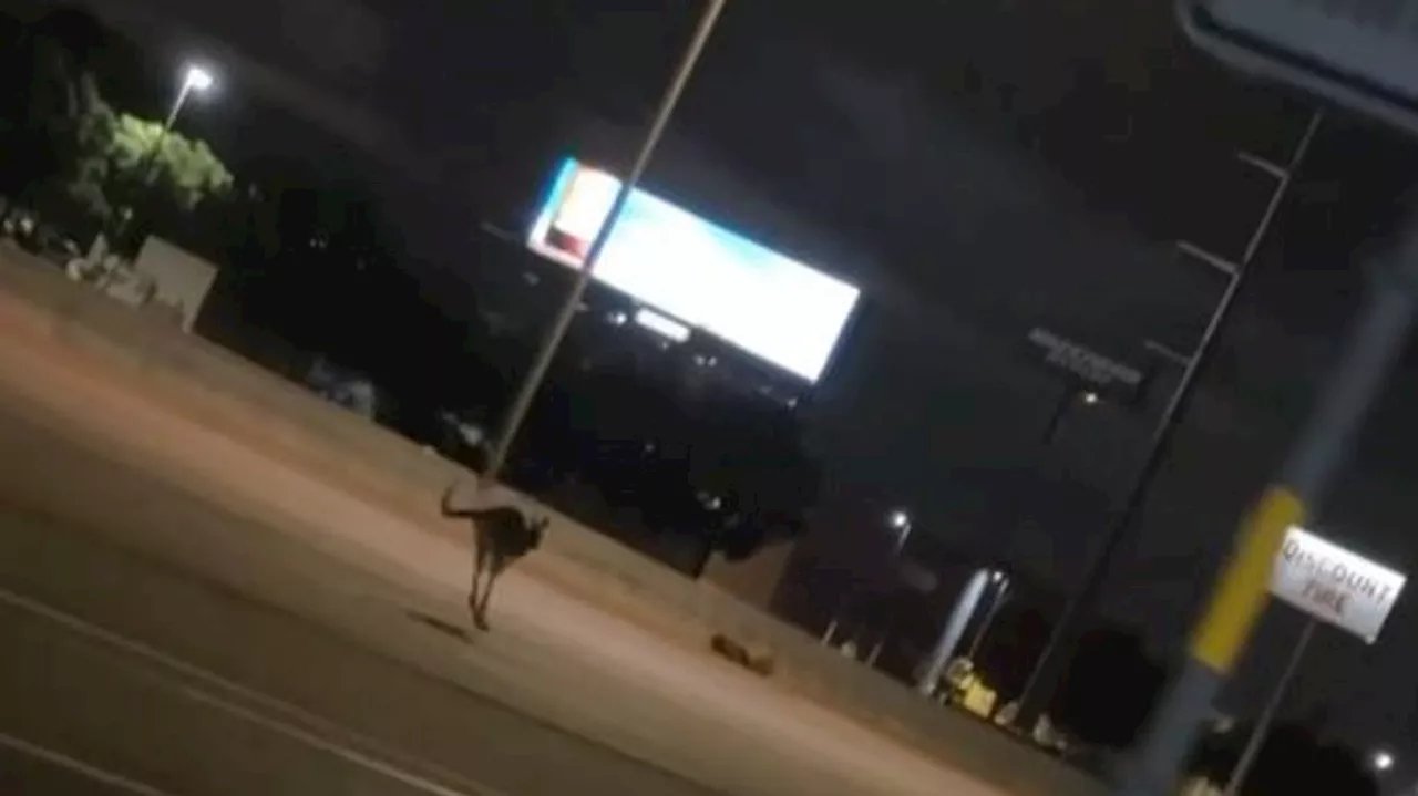 Kangaroo spotted hopping down I-40: 'I expect to see that in Australia, but not Amarillo'