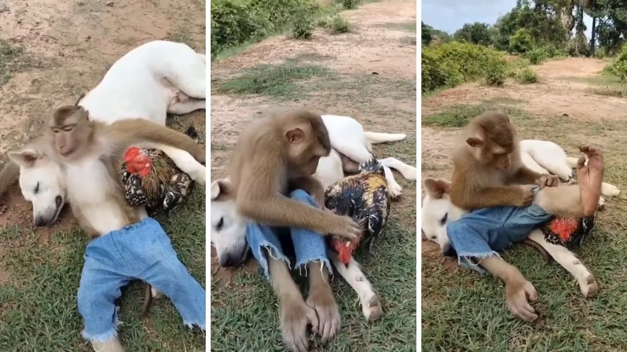 ..ये दोस्ती हम नहीं छोड़ेगें! बंदर, कुत्ता, मुर्गी की अनोखी यारी, Viral Video देख भर आएगा दिल