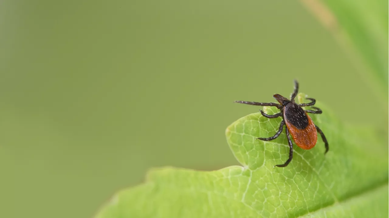 Once called Nantucket fever, this nasty tick-borne illness is on the rise