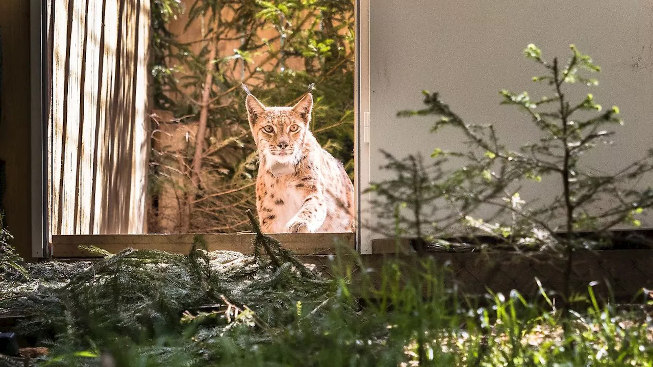 Sachsen: Luchs Viorel streift durch den südlichen Thüringer Wald