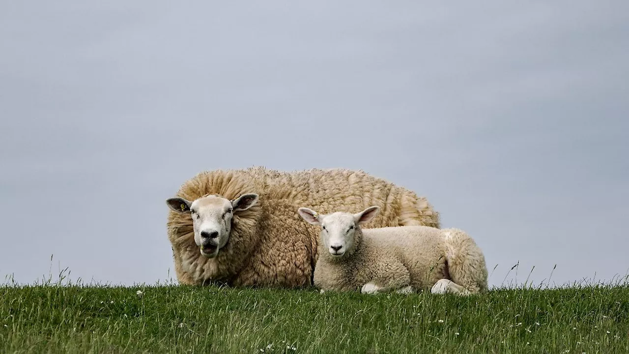 Temperatursturz und Bodenfrost: Schafskälte schlägt dieses Jahr voll und pünktlich zu