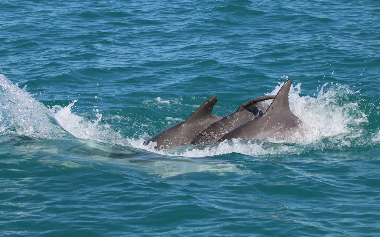 Study finds juvenile dolphins who play together are more successful as adults