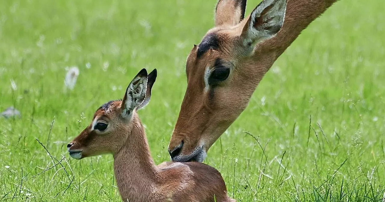 Zoo Krefeld: Nachwuchs bei den Impalas