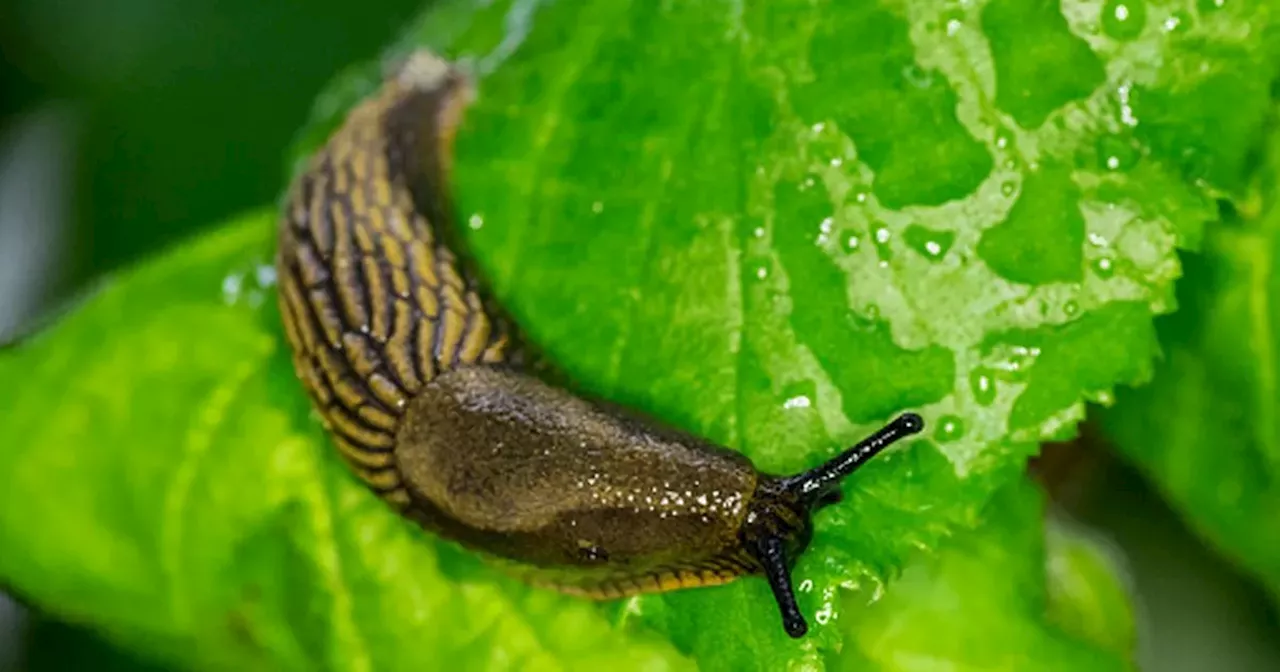 Get rid of slugs in your garden for good with common kitchen item everyone owns