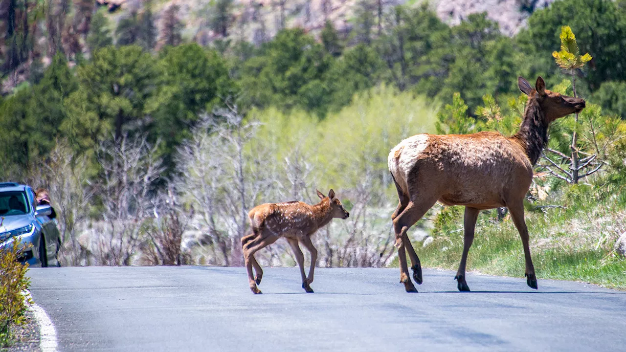 Can humans get chronic wasting disease from deer?