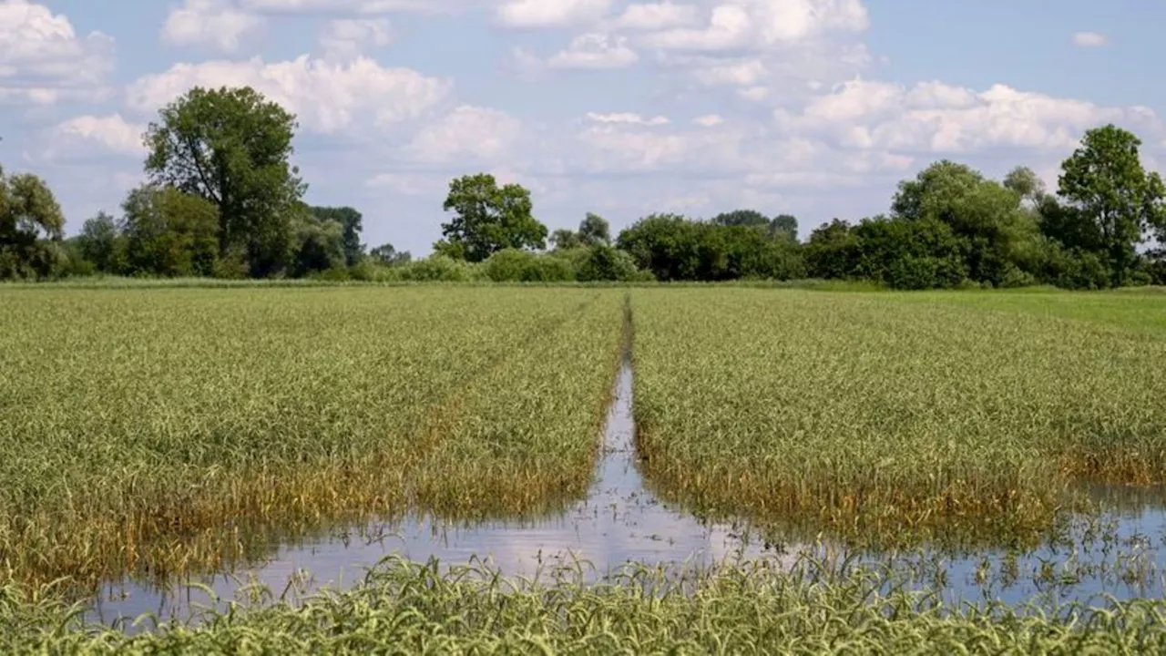 Hochwasser: Kaniber: Schäden für Landwirtschaft noch nicht zu beziffern