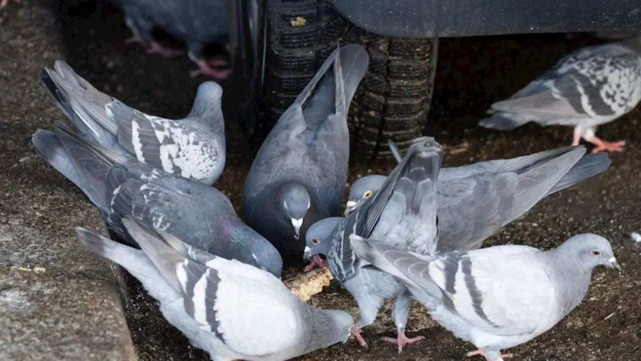 Tiere: Grünes Licht für Taubentötung in Limburg