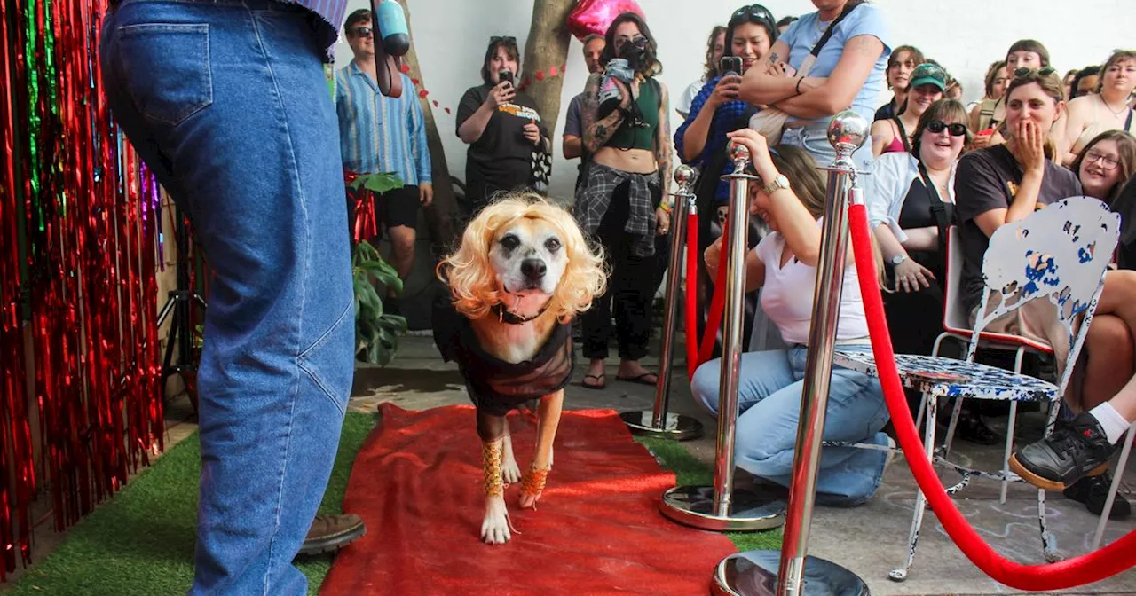 Photo Essay: Singers Bar’s Inaugural Doggy Drag Competition