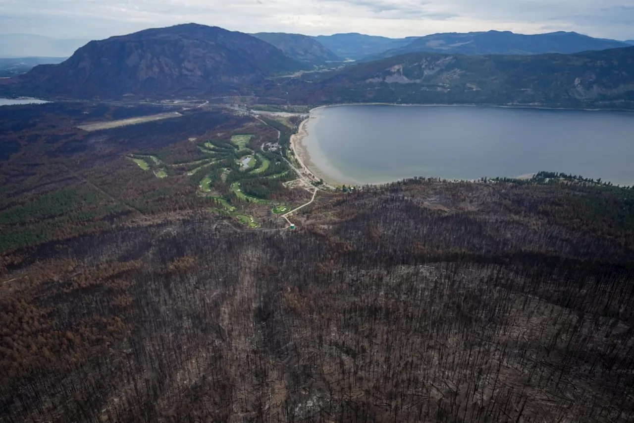 Post-wildfire sprouting of mushrooms causing conflict, First Nation says