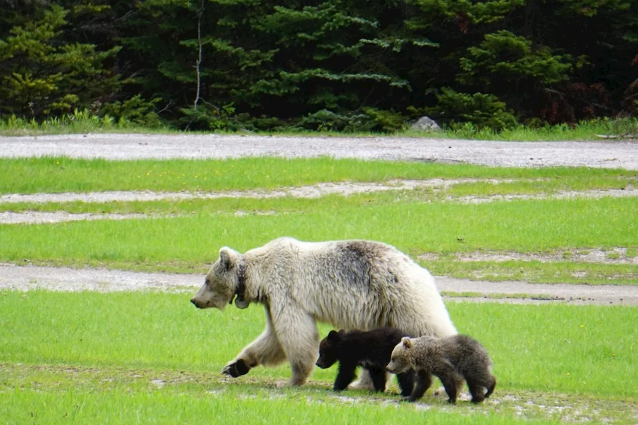 Rare white grizzly bear Nakoda and her cubs die in separate crashes in B.C. park