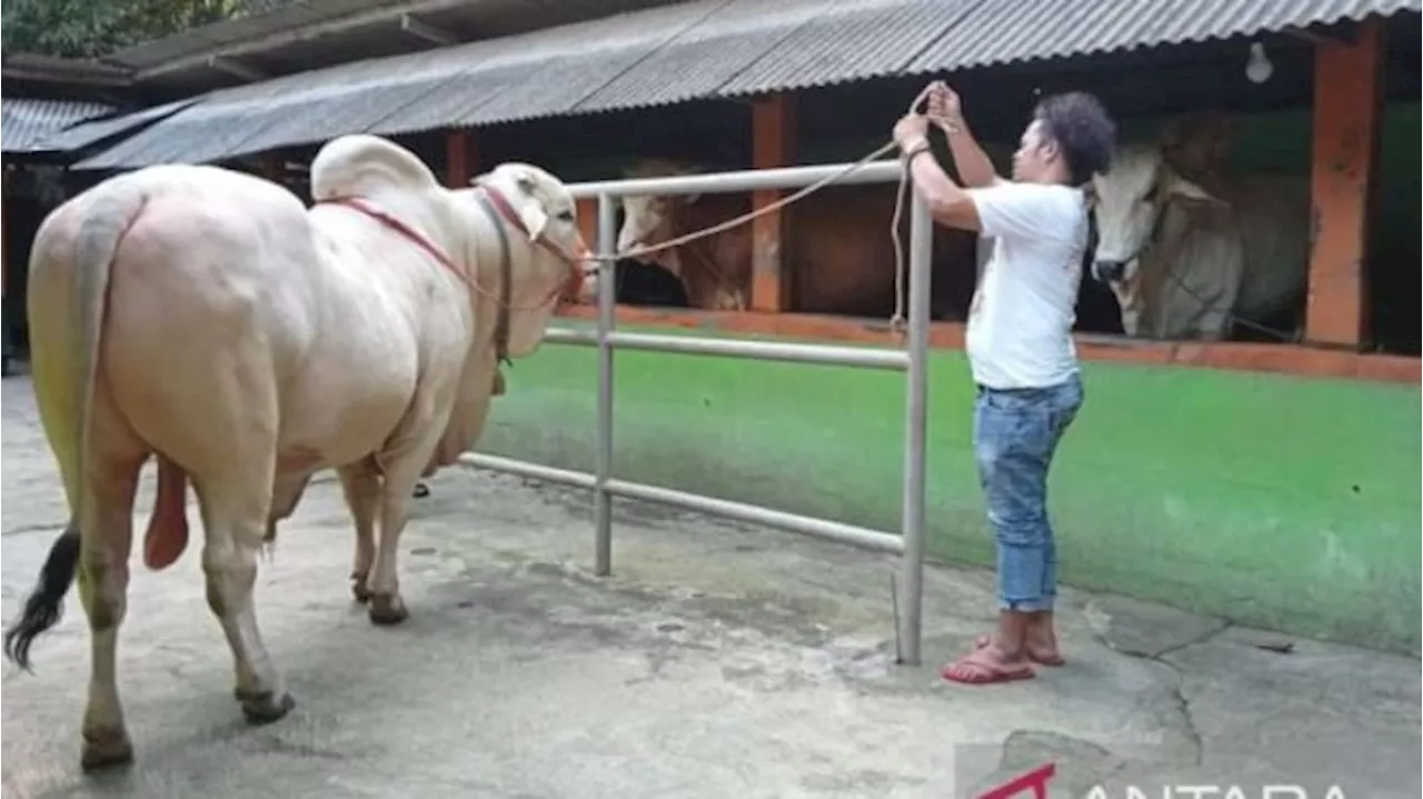 Jokowi Beli Sapi Kurban Peternak Pleret Bantul, Segini Harganya