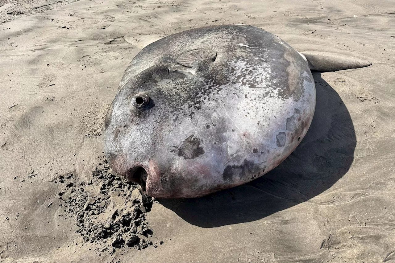 A fish washed ashore in Oregon. It was a recently discovered species