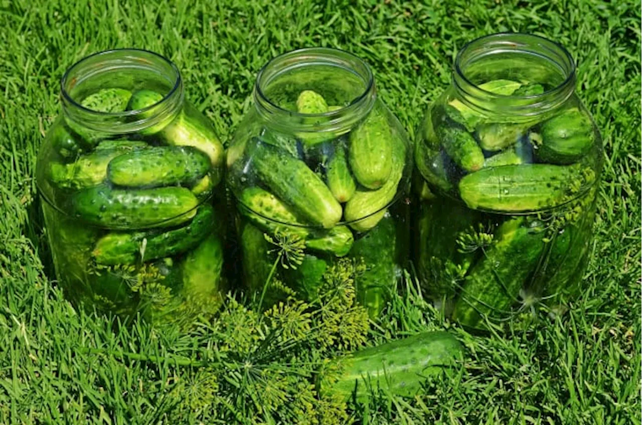 Dill-icious: The surprising health benefits of pickles