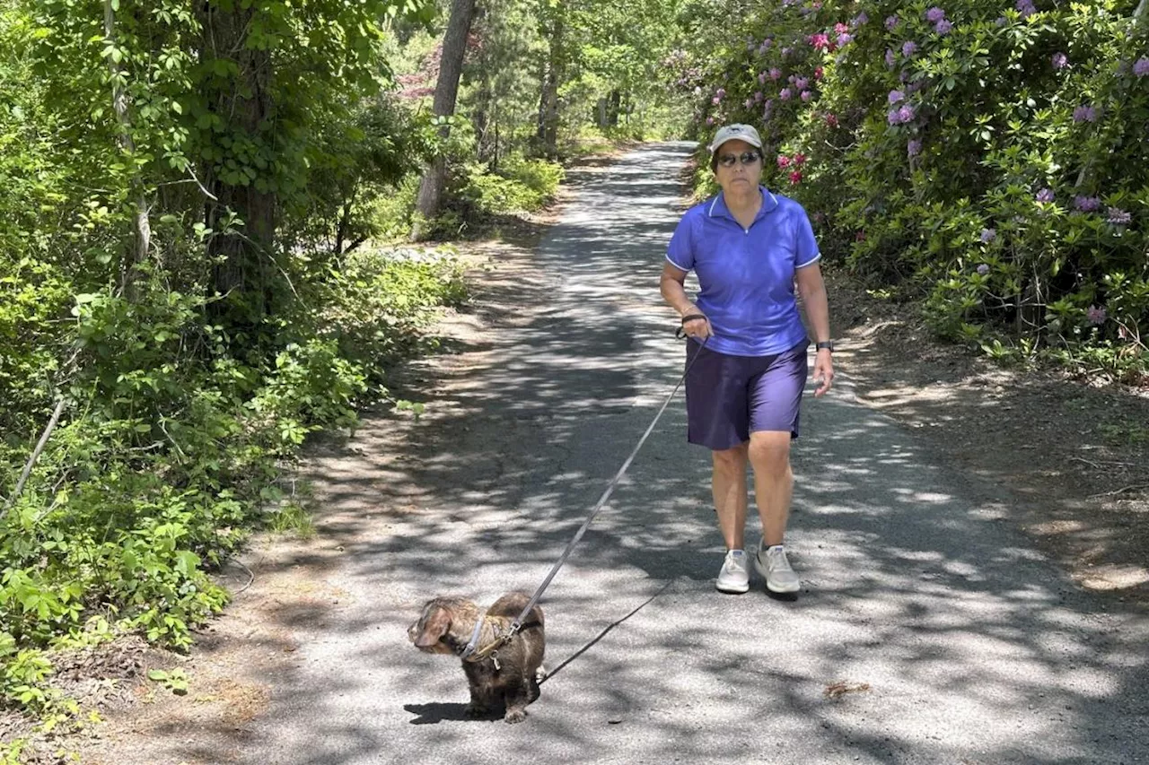 Martha's Vineyard is about to run out of pot. That's led to a lawsuit and a scramble by regulators